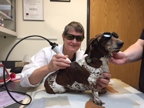 A dog receiving veterinary laser therapy in a laboratory.