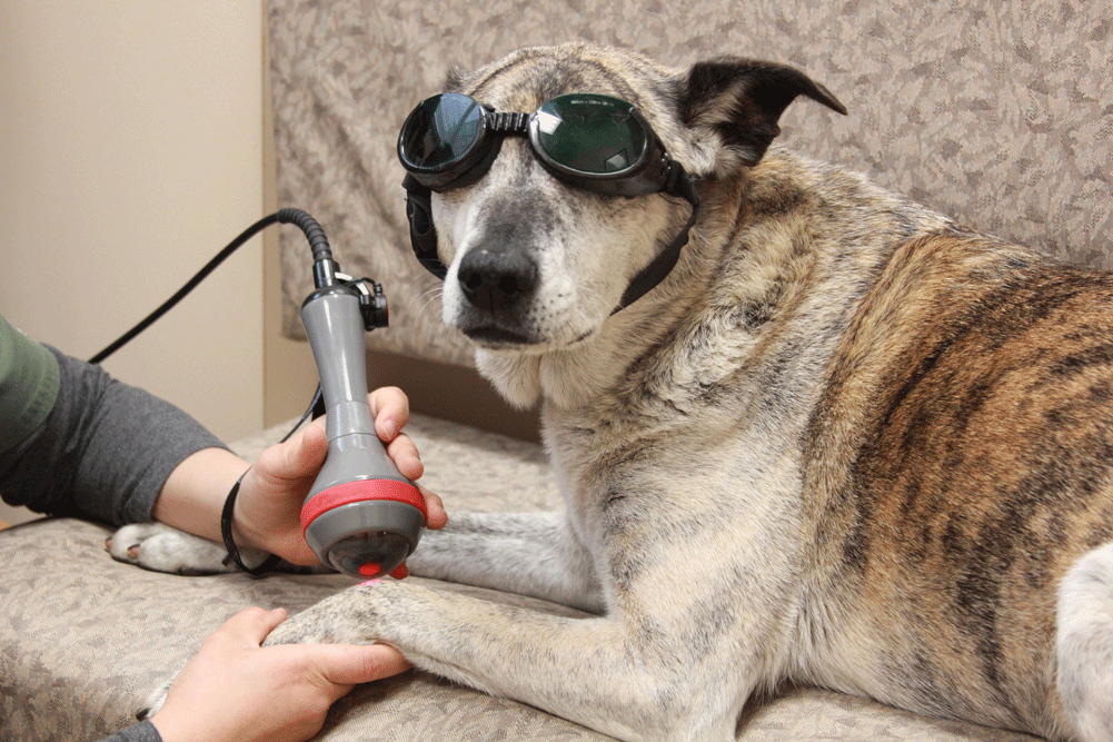 A vet examining a dog on a couch during laser therapy for pets.