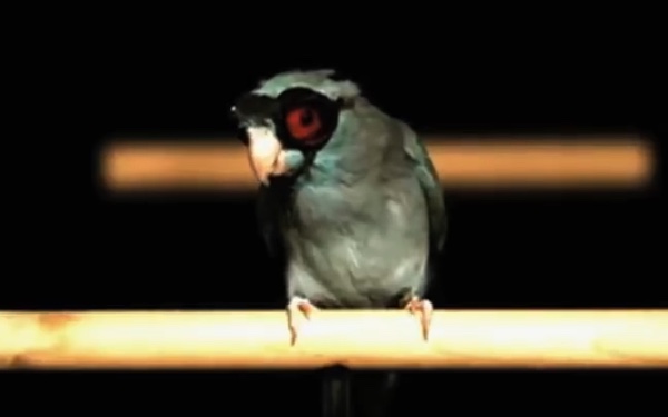 A small bird sitting on a wooden bar for bird research.